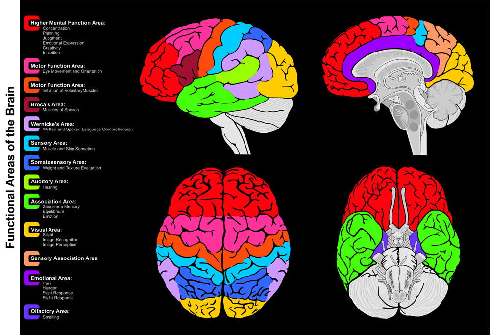 Human Brain Functional infographic including all areas and its functions structure diagram lobes lateral sagittal superior inferior view frontal anatomical position anatomy science education vector