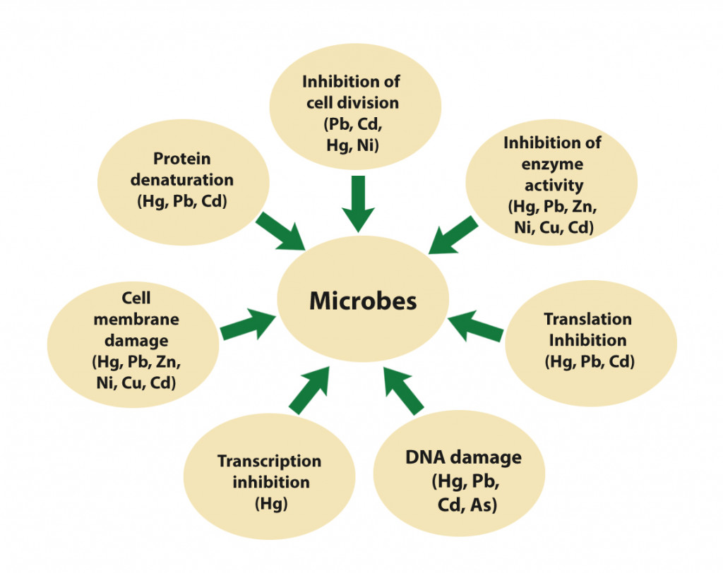 Effect of different heavy metals on microbial metabolism