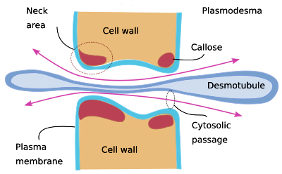 3-plasmodesmos diagram