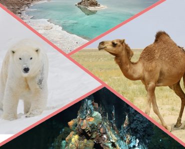 Polar bear, camel, hydrothermal vent and dead sea