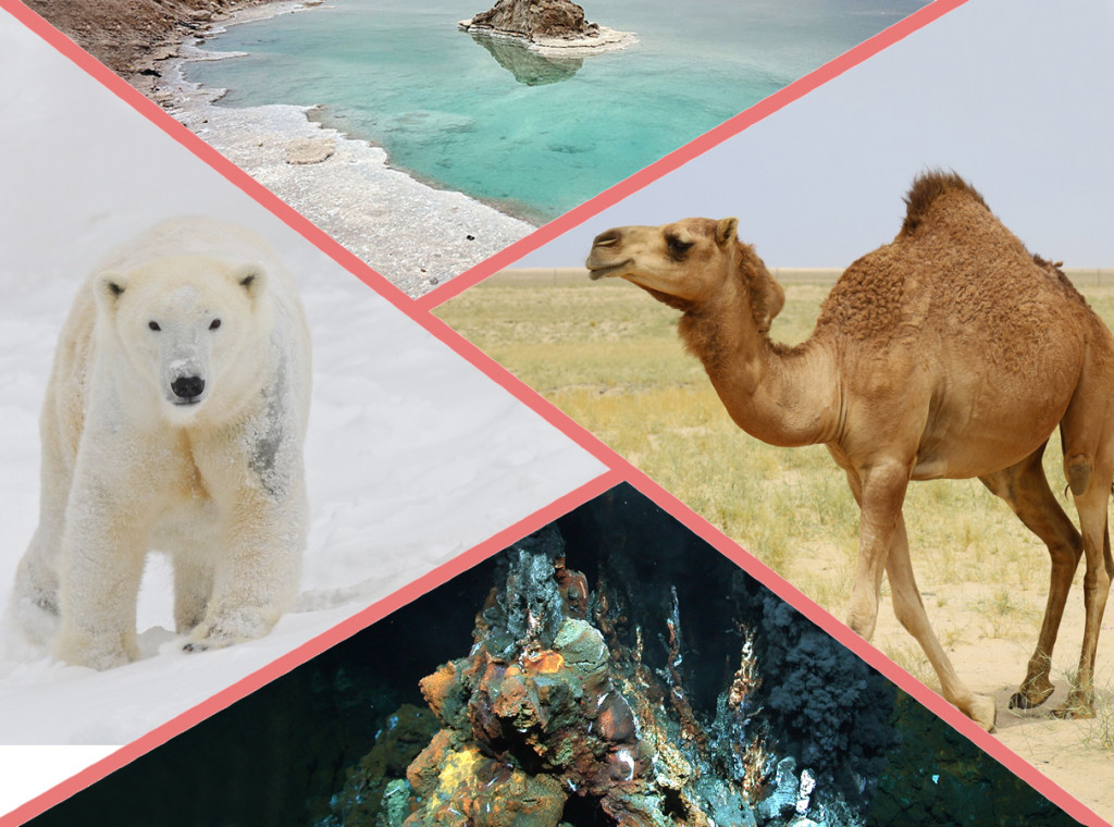 Polar bear, camel, hydrothermal vent and dead sea