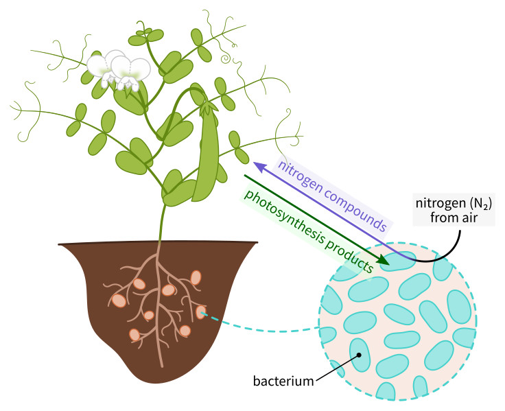 Nitrogen fixation Fabaceae