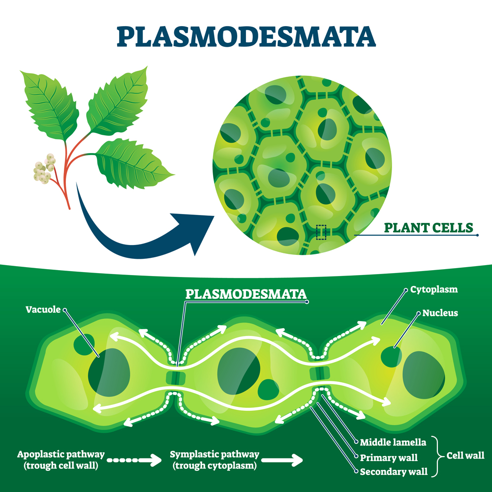 Plasmodesmata plant cells diagram, vector illustration. Educational microscopic labeled cross section scheme. Cell wall protein transport pathways. Agricultural science education and farming research.