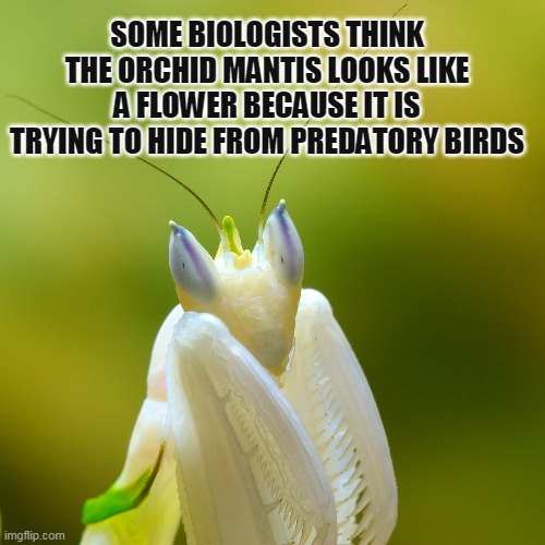 Some biologists think the orchid mantis looks like a flower because it is trying to hide from predatory birds