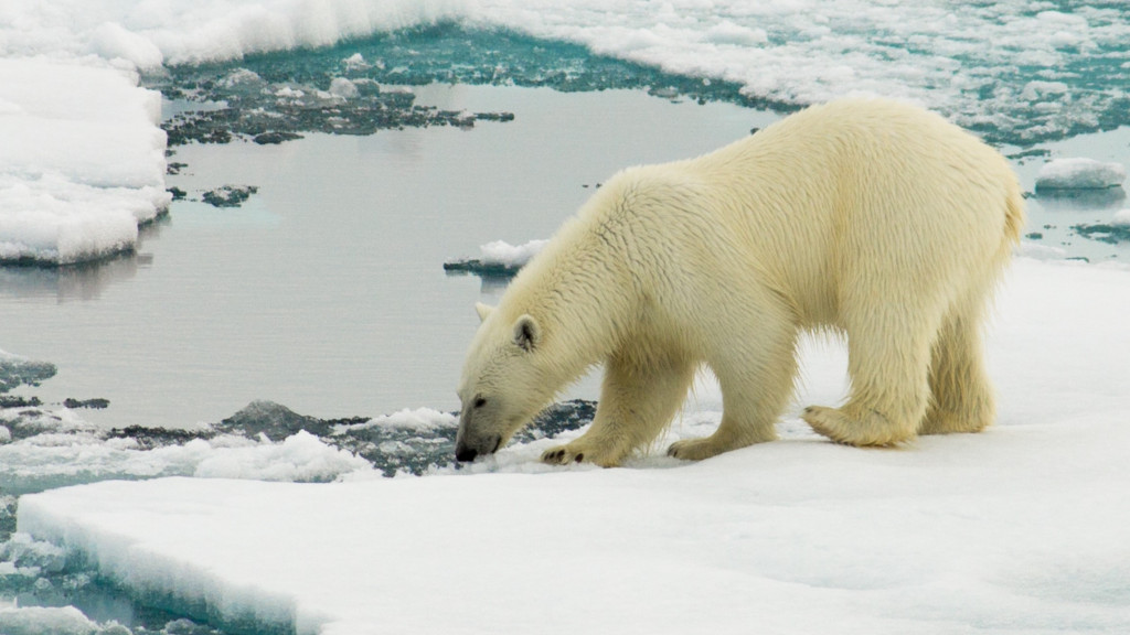 polar-bear-in-the-chukchi-sea-arctic-ocean_t20_x6K9Q1