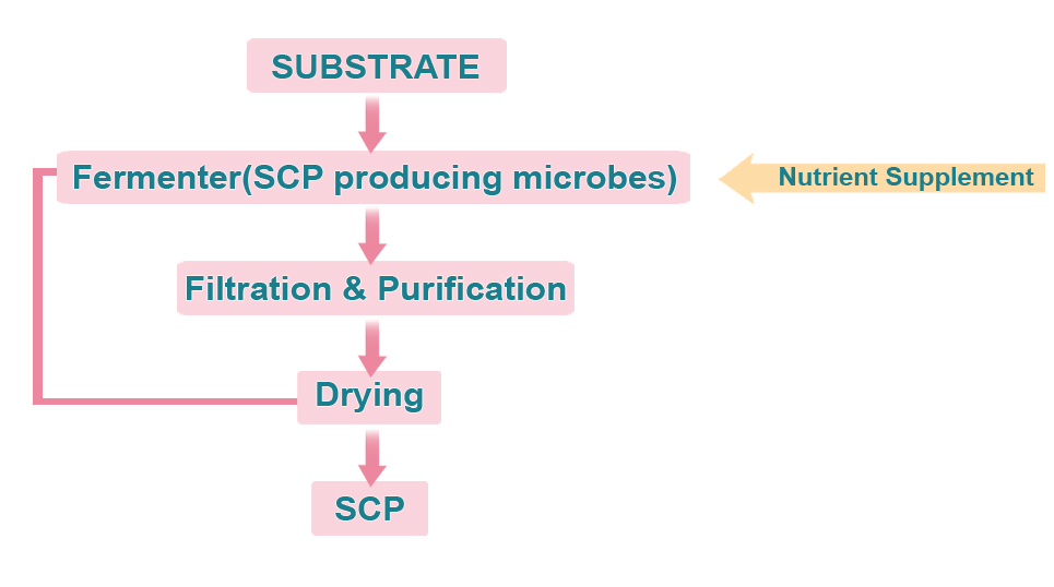 The image outlines the steps of SCP production. The process includes fermentation, filtration, purification, drying and processing.