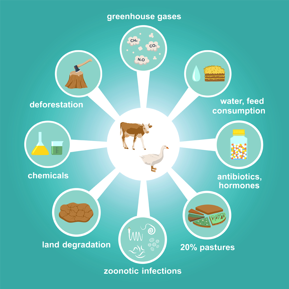 Infographic of industrial factory farming and environmental pollution (deforestation,degradations,greenhouse gases, etc.). Harmful chemicals, antibiotics in animal husbandry. Color vector illustration
