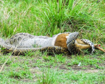 Python snake devouring a small gazelle