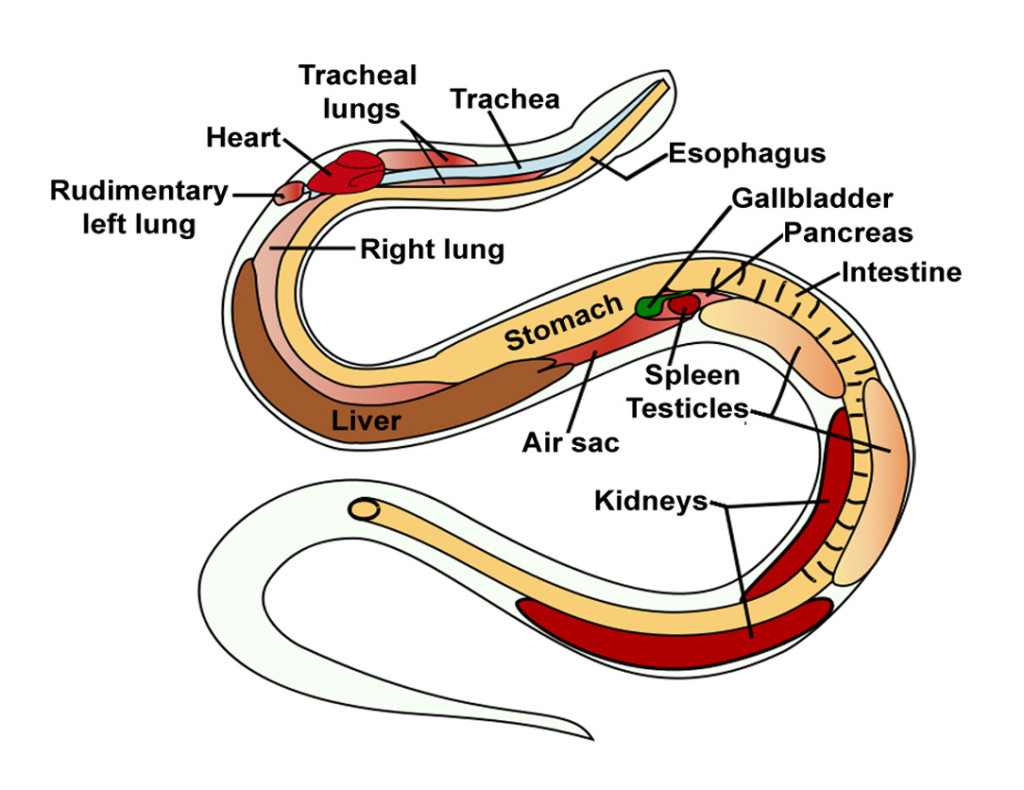 Snake anatomy