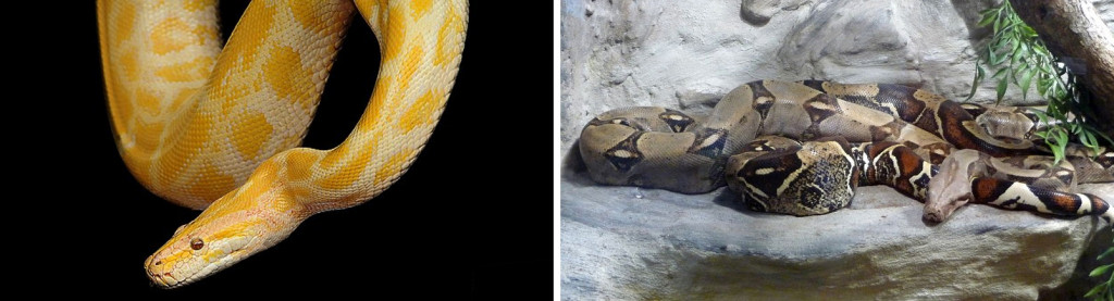 The big eaters On the left is a burmese python and on the right is a boa constrictor