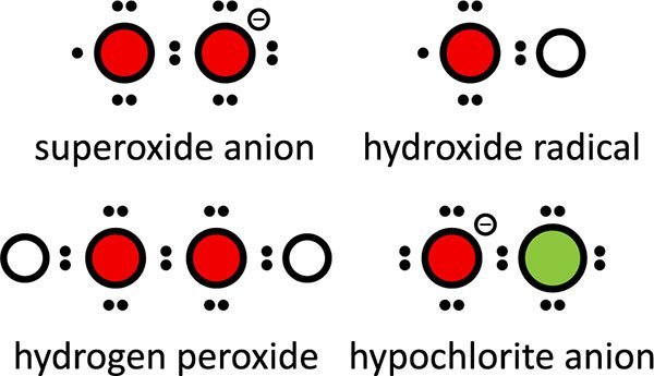 Examples of reactive oxygen species