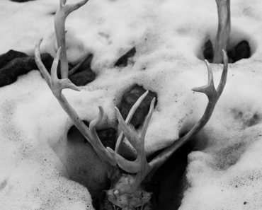 Melting,Snow,,Revealing,A,Frozen,Reindeer,Skull,With,Antlers,Attached