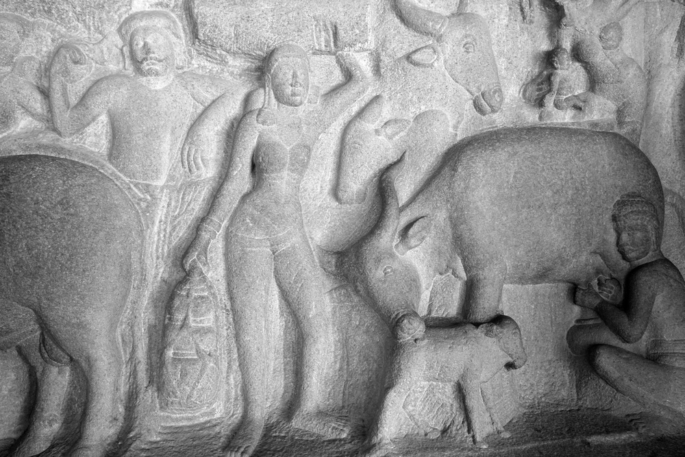 Milking of cow with its cattle by a man is depicted as the bas relief sculpture in Mahabalipuram