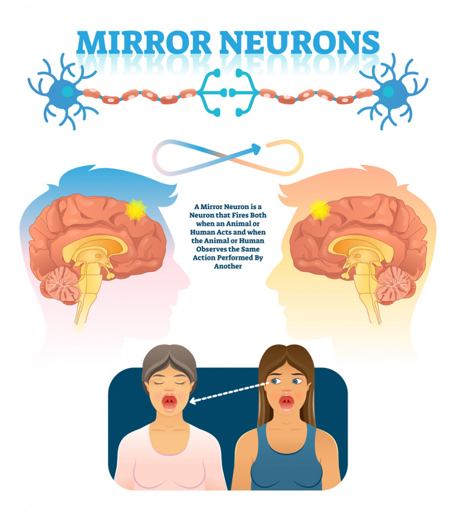 Mirror neurons vector illustration