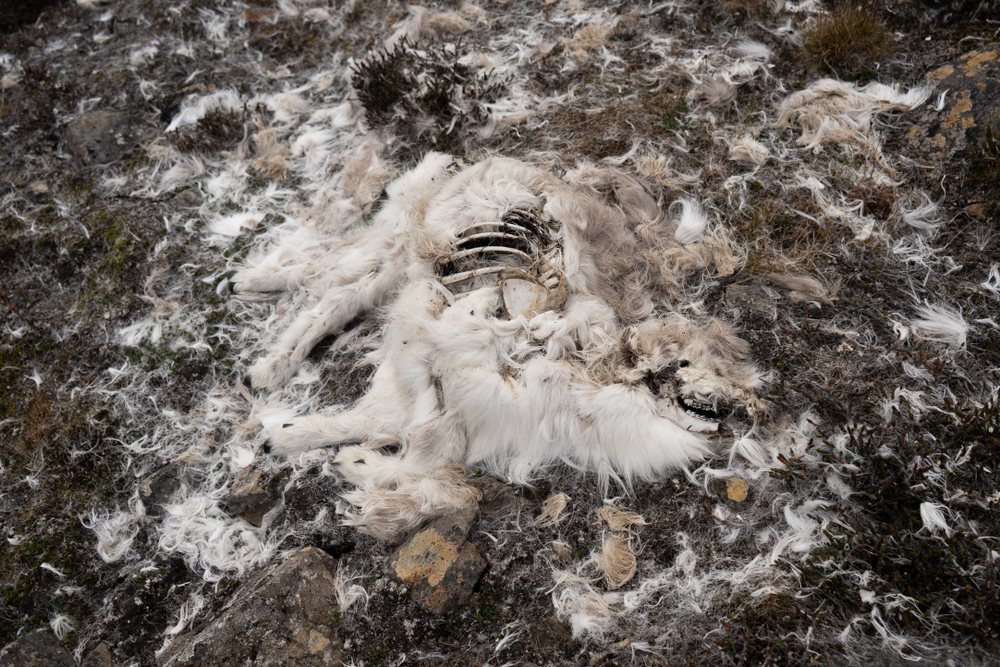 Reindeer,Carcass,Exposed,In,The,Open,,On,The,Tundra,Plains