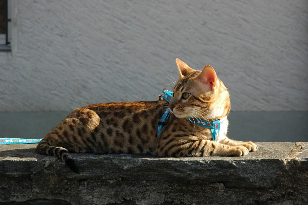 animal-brown-spotted-pet-feline-bengal-cat_t20_ZJN8xg