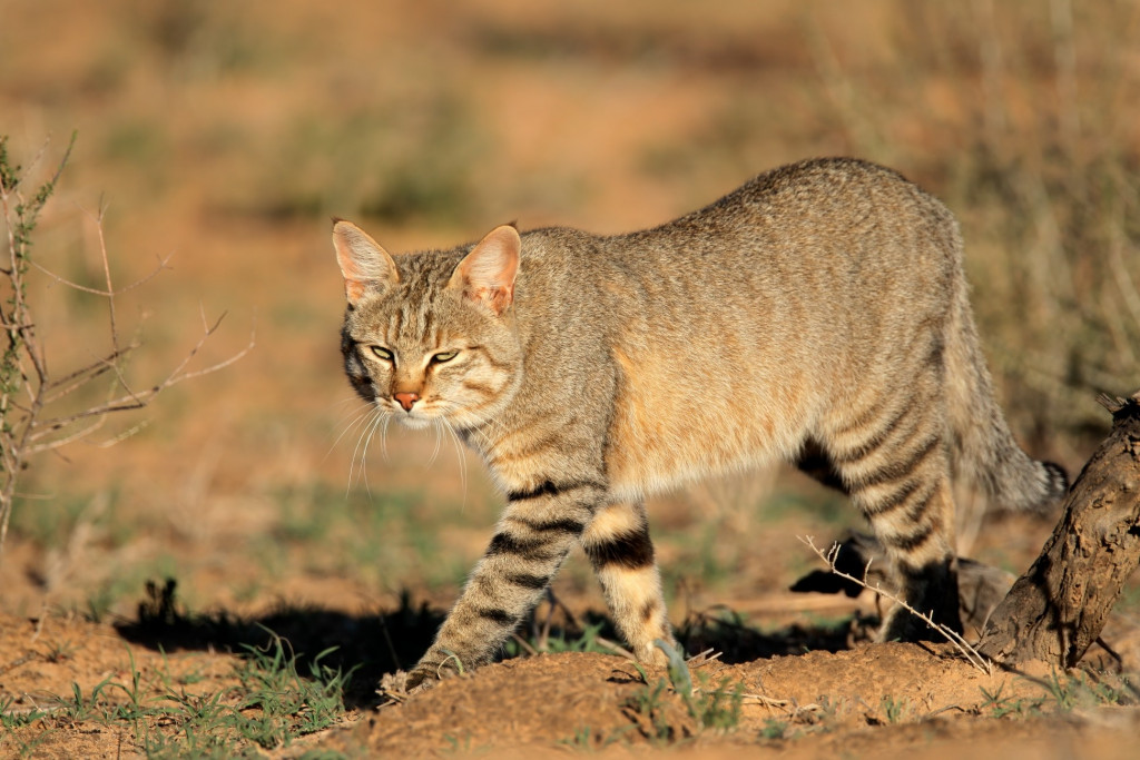 nature-cat-mammal-predator-carnivore-south-africa-wild-cat-kalahari-african-wild-cat-kgalagadi_t20_PJQ46d