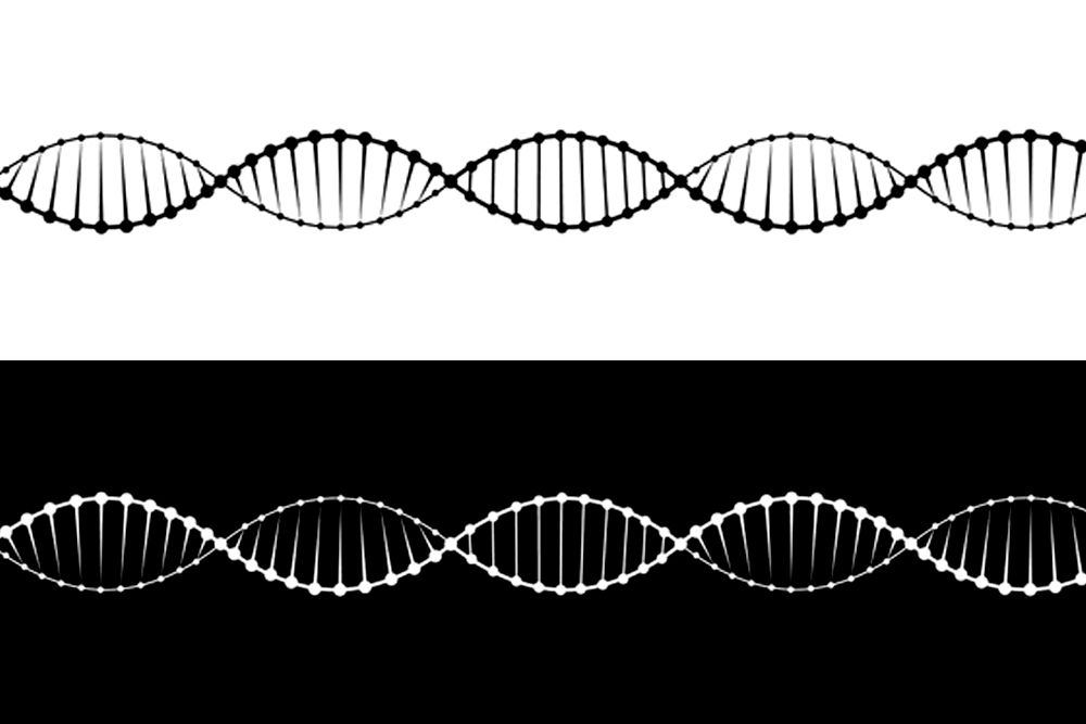 A set of two variants of the DNA molecule