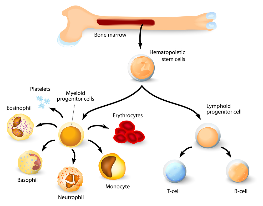 Blood,Cell,Formation,From,Differentiation,Of,Hematopoietic,Stem,Cells,In