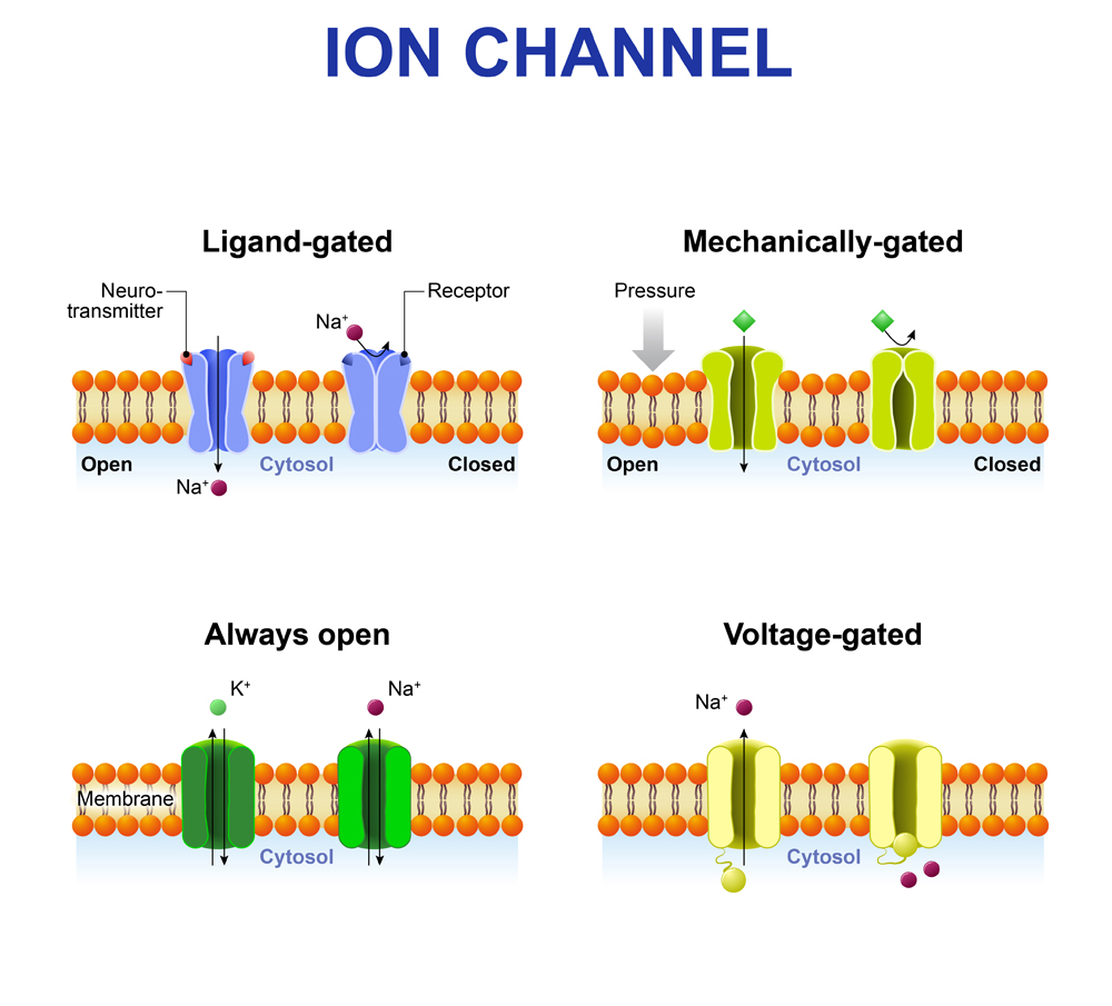 Types of ion channel. Classification by gating. mechanism of action. Voltage-Gated, Ligand-gated, Mechanically-gated and Always open ion channels