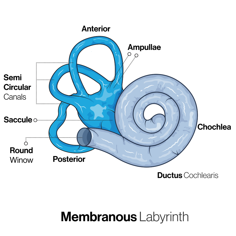 Structure of Membranous labyrinth of Ear.
