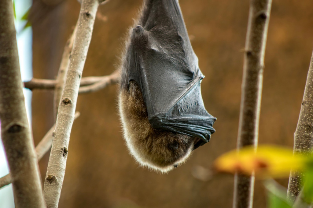 hanging-sleeping-bat-central-park-zoo_t20_Xzkjw3