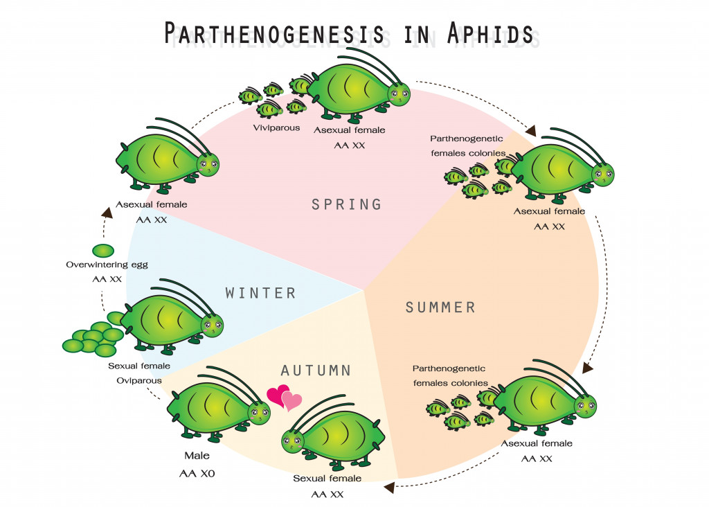 parthenogenesis-reproduction-aphid-life-cycle-base