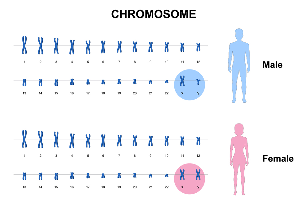 Autosome and sex chromosome, Normal human karyotype, Men and Women. DNA molecule.