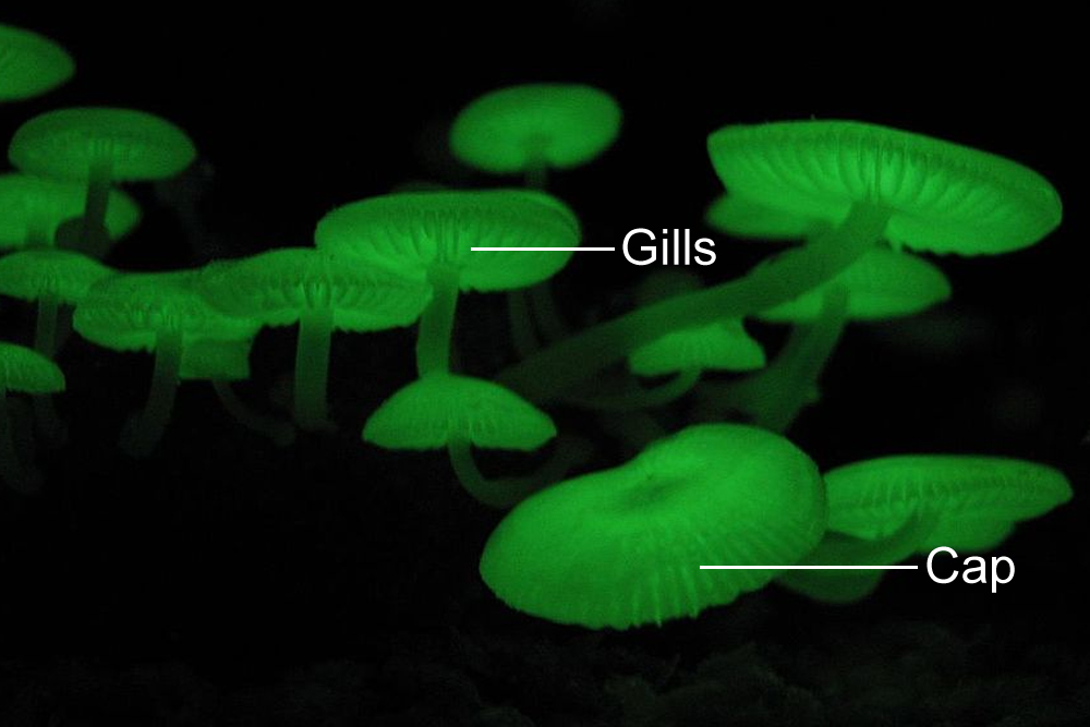Bioluminescent Mycena chlorophos mushroom