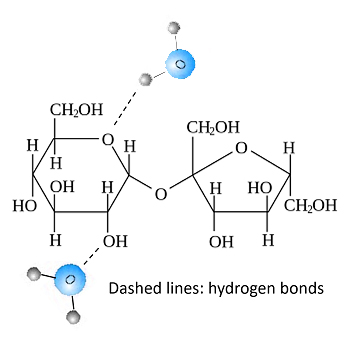 H-bond between sugar and water