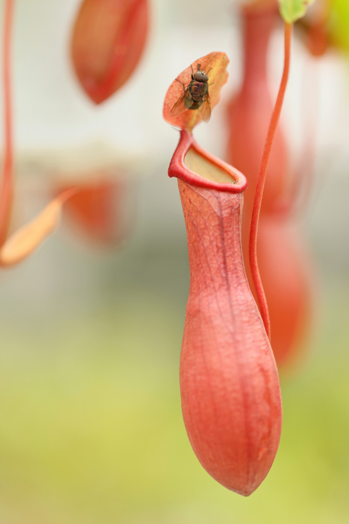 Nepenthes with fly