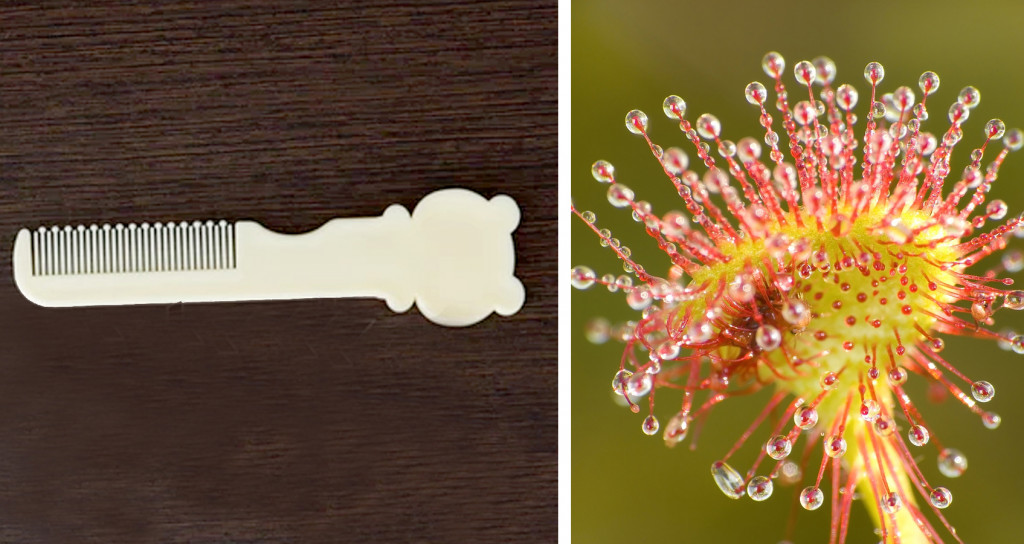 The combs used for babies have rounded tips just like the sundew plant