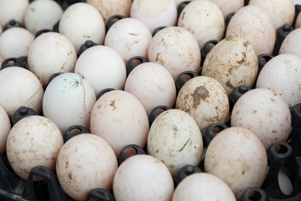 Dirty egg in street market , duck egg