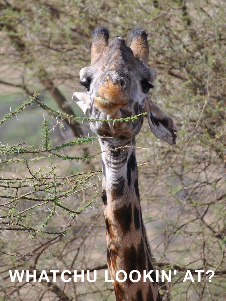 giraffe-serengeti-africa-tanzania