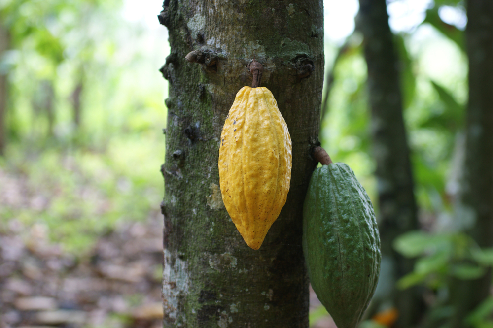 Cocoa,Tree,With,Fruits