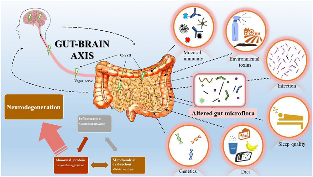 Gut-brain axis overview