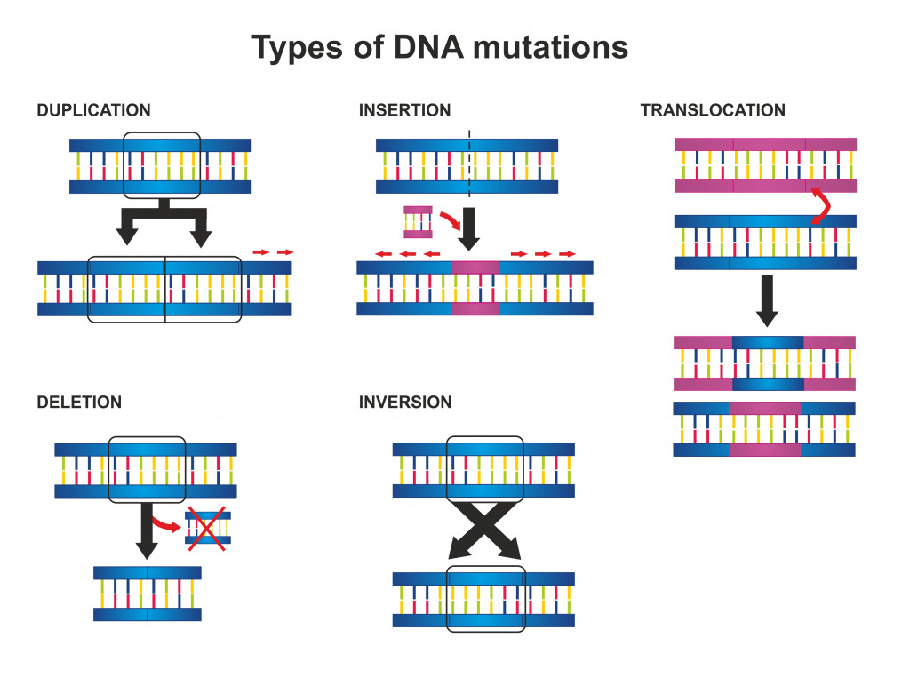 Types of DNA mutations are duplication, insertion, translocation, deletion and inversion.