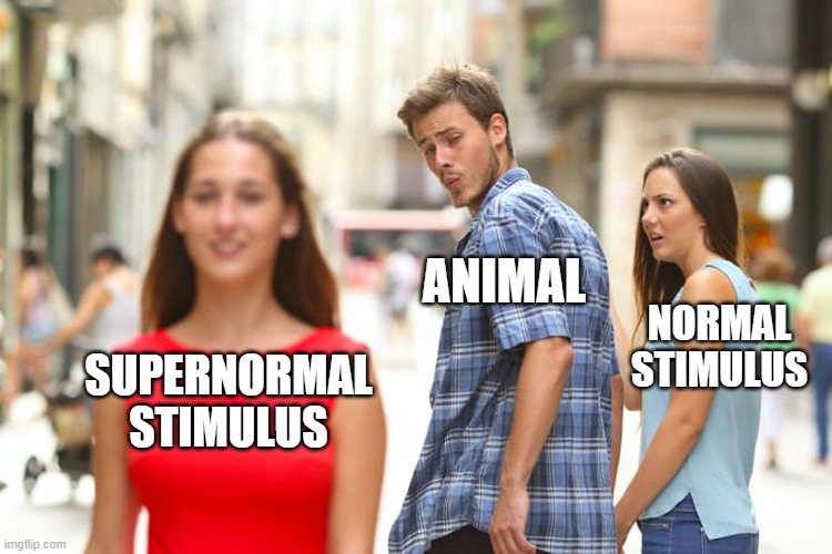 supernormal stimulus