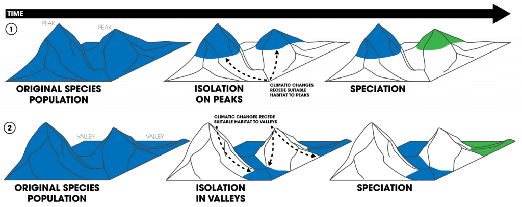 Allopatric speciation caused by topography