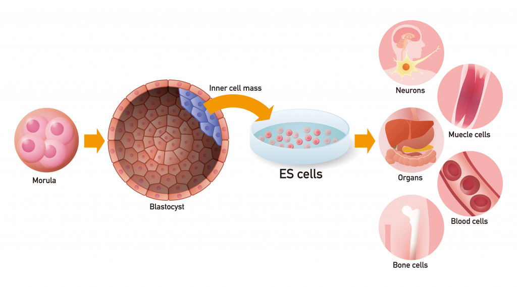 Embryonic stem cell (ES cell) and regenerative medicine, vector illustration