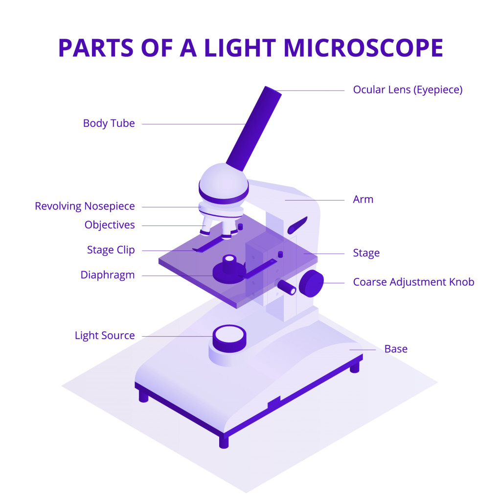 Microscope isometric illustration with light microscope parts infographic elements isolated on white background