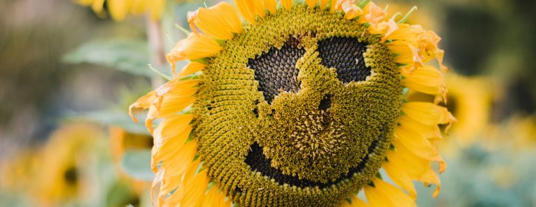 The,Sunflower,Field,Looks,Like,A,Smiling,Face.