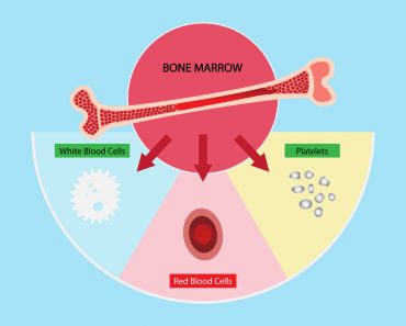 illustration of biology, bone marrow is the primary site of new blood cell production or hematopoiesis, Adult stem cells