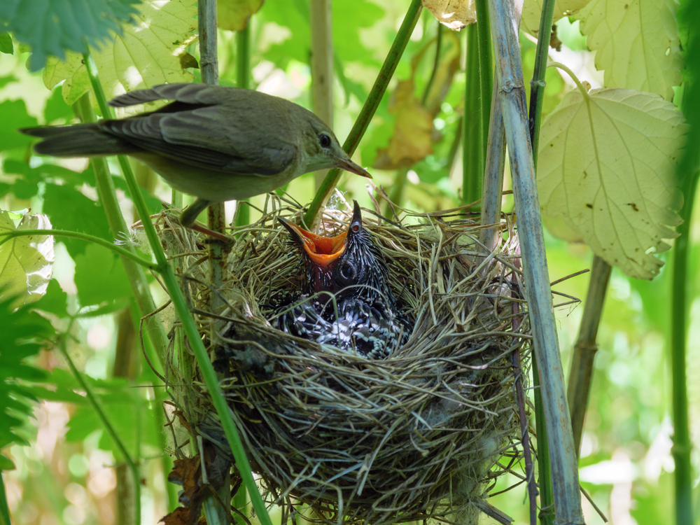 A,Chick,Of,Common,Cuckoo,(cuculus,Canorus),In,Nest,Of