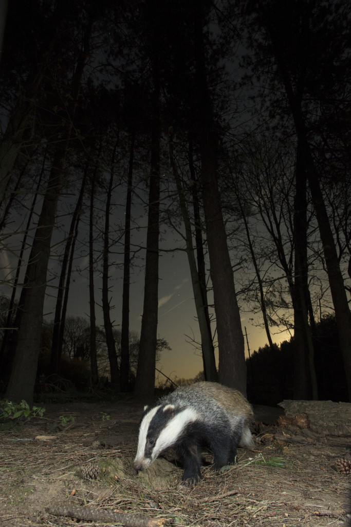Badger foraging in the night