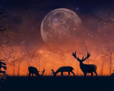 Bright,Fabulous,Landscape,With,Silhouettes,Of,Deer,And,Trees,,Enigmatic