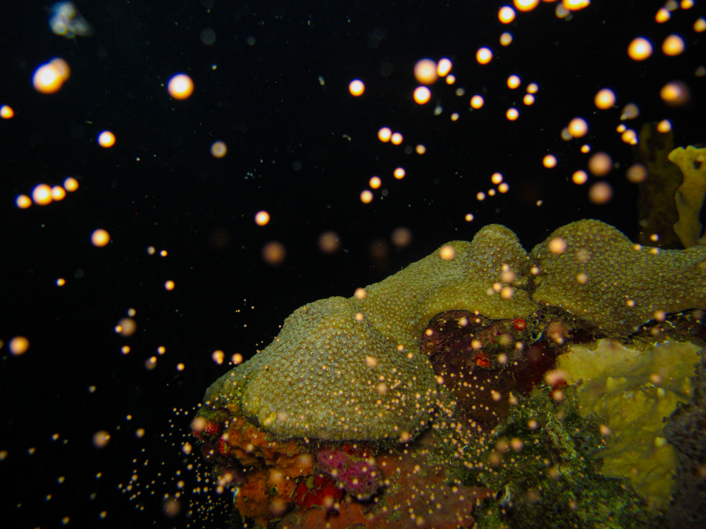 Coral Spawning in the Great Barrier Reef