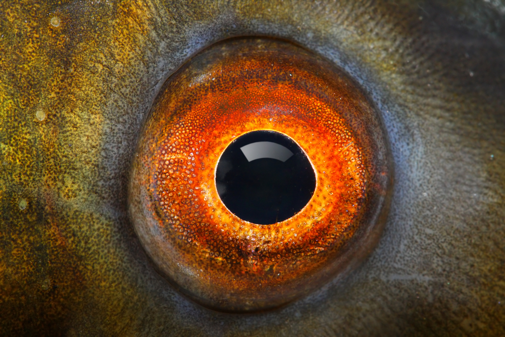 Fish,Eye,(the,Tench,-,Tinca,Tinca),Close,Up.