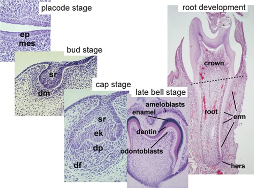 Histology of important stages of tooth development