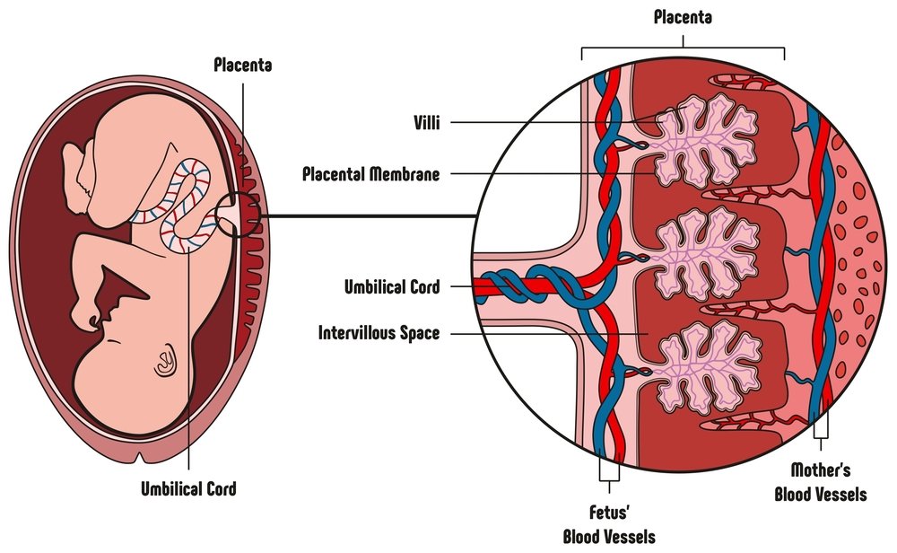 Human,Fetus,Placenta,Anatomy,Diagram,With,All,Part,Including,Mother